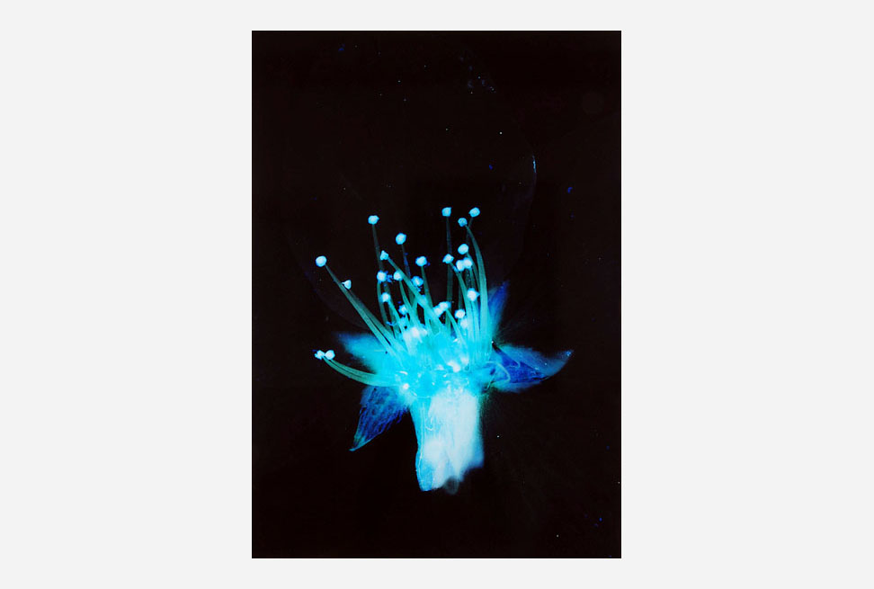 #6 of 青い花